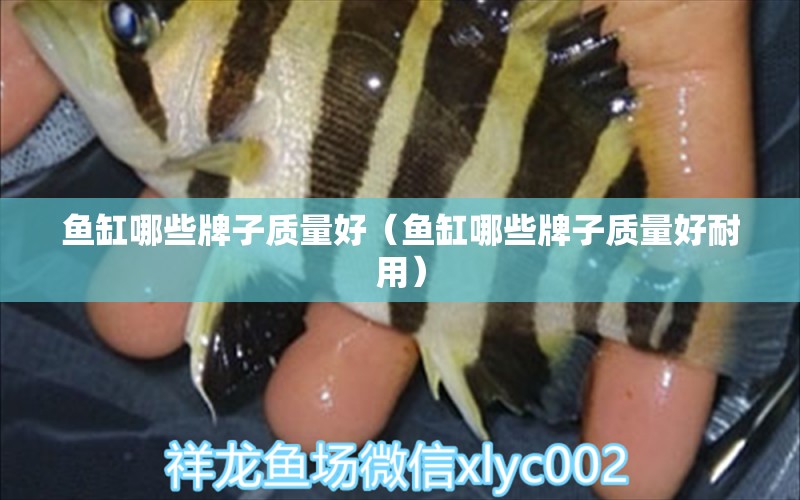 魚缸哪些牌子質(zhì)量好（魚缸哪些牌子質(zhì)量好耐用）