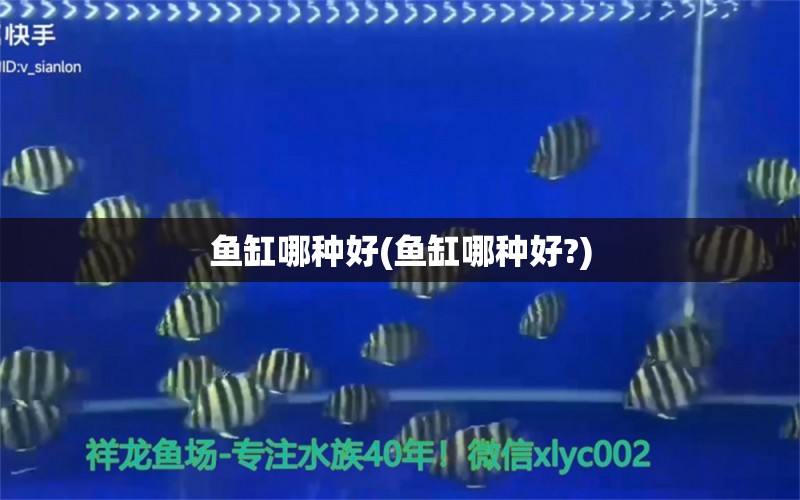 魚缸哪種好(魚缸哪種好?) 虎斑恐龍魚 第1張