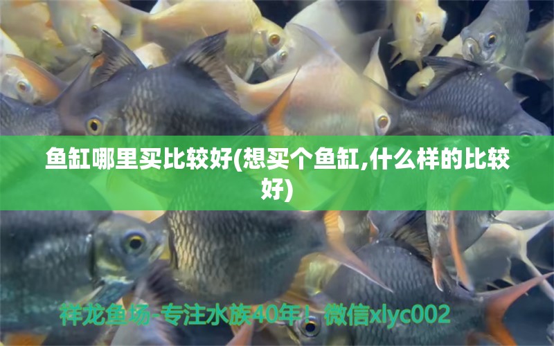 魚缸哪里買比較好(想買個(gè)魚缸,什么樣的比較好) 黃金貓魚