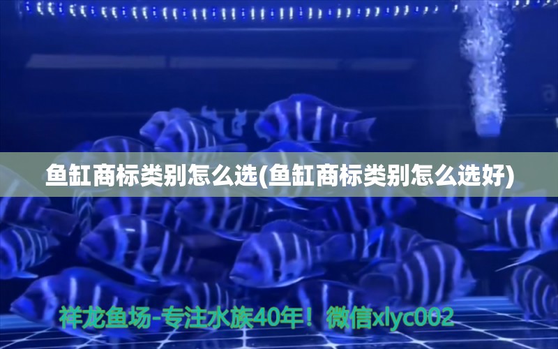 魚缸商標(biāo)類別怎么選(魚缸商標(biāo)類別怎么選好) 綠皮辣椒小紅龍 第1張