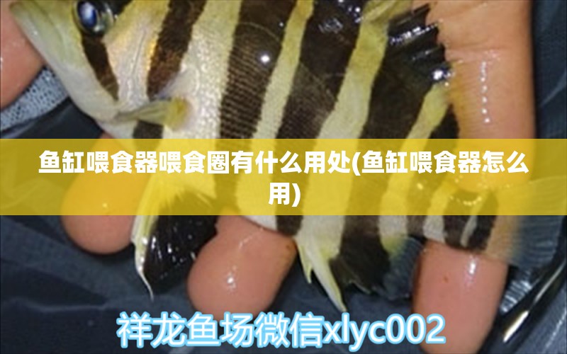 魚缸喂食器喂食圈有什么用處(魚缸喂食器怎么用) 喂食器