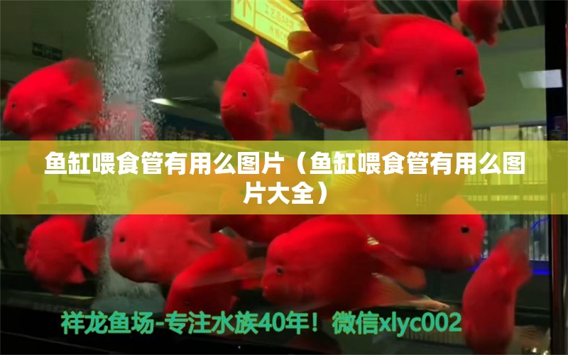 魚缸喂食管有用么圖片（魚缸喂食管有用么圖片大全）