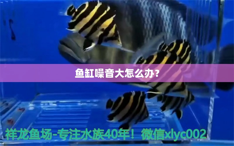 魚缸噪音大怎么辦？