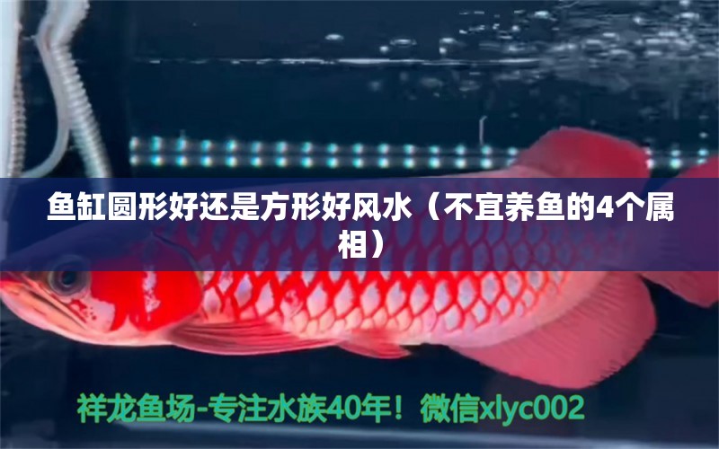 魚缸圓形好還是方形好風(fēng)水（不宜養(yǎng)魚的4個屬相）