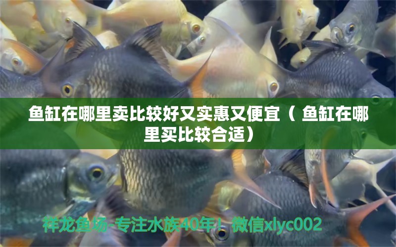 魚缸在哪里賣比較好又實(shí)惠又便宜（ 魚缸在哪里買比較合適） 黑金魟魚 第1張