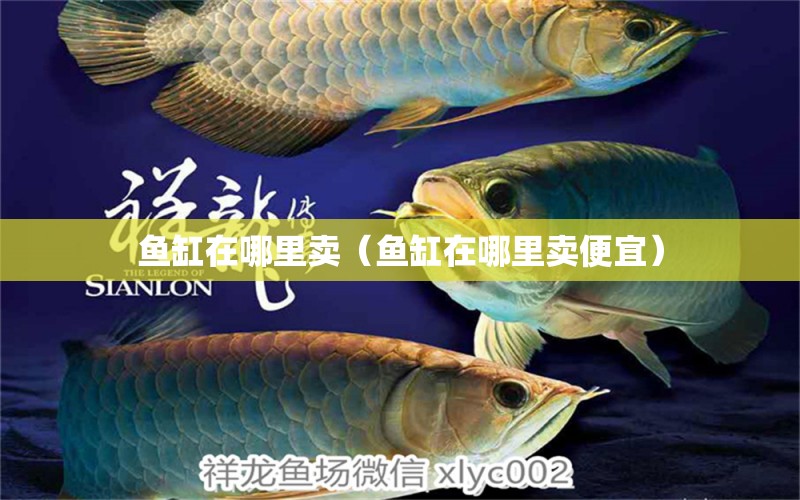 魚缸在哪里賣（魚缸在哪里賣便宜） 藍(lán)底過背金龍魚