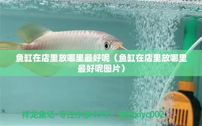 魚缸在店里放哪里最好呢（魚缸在店里放哪里最好呢圖片） 祥龍水族醫(yī)院