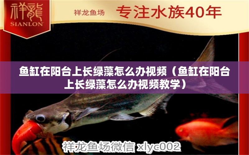 魚缸在陽臺上長綠藻怎么辦視頻（魚缸在陽臺上長綠藻怎么辦視頻教學(xué)）