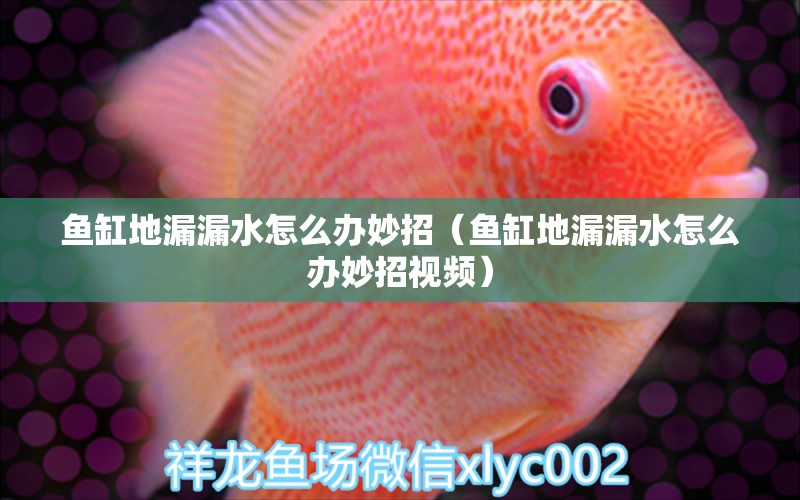 魚缸地漏漏水怎么辦妙招（魚缸地漏漏水怎么辦妙招視頻） 觀賞魚市場(chǎng)（混養(yǎng)魚）