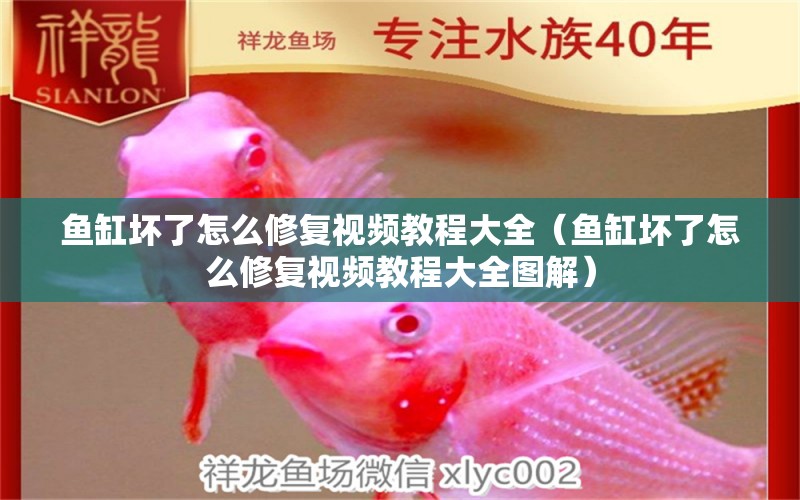 魚缸壞了怎么修復(fù)視頻教程大全（魚缸壞了怎么修復(fù)視頻教程大全圖解）