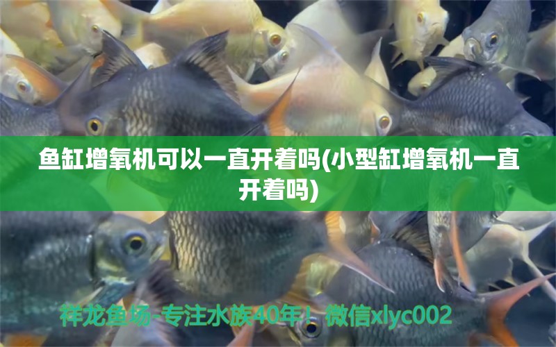 魚缸增氧機可以一直開著嗎(小型缸增氧機一直開著嗎) 祥龍藍珀金龍魚