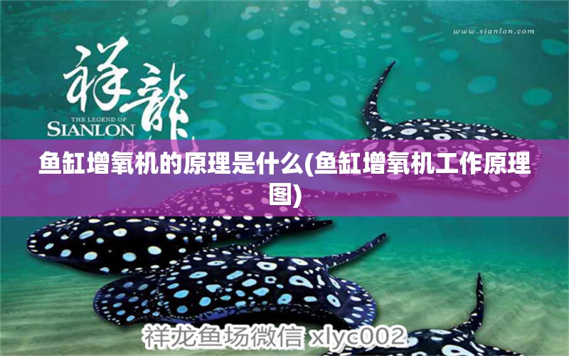 魚缸增氧機的原理是什么(魚缸增氧機工作原理圖)