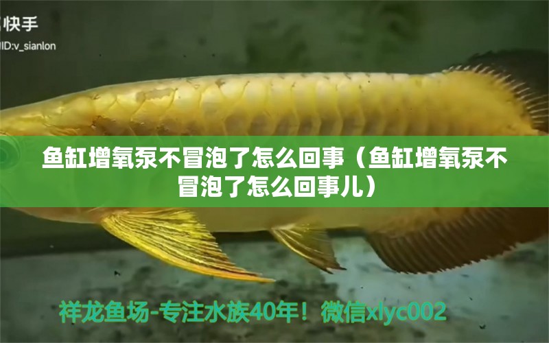 魚缸增氧泵不冒泡了怎么回事（魚缸增氧泵不冒泡了怎么回事兒）