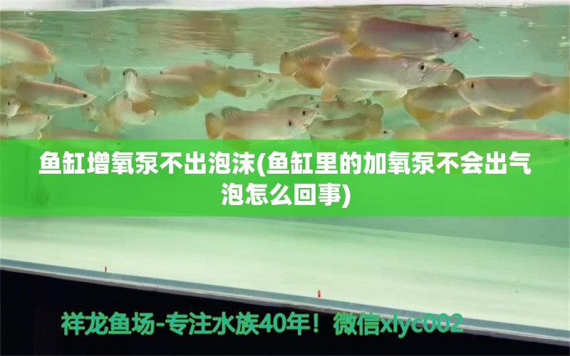 魚缸增氧泵不出泡沫(魚缸里的加氧泵不會(huì)出氣泡怎么回事) 朱巴利魚苗