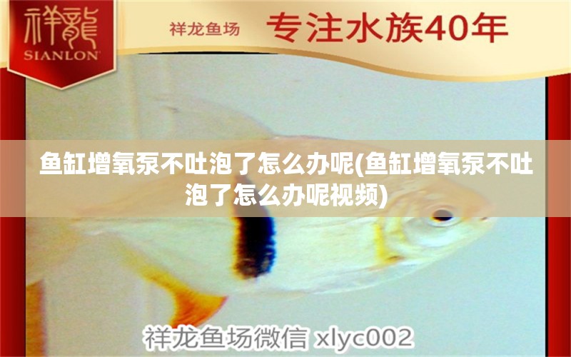 魚缸增氧泵不吐泡了怎么辦呢(魚缸增氧泵不吐泡了怎么辦呢視頻) 祥龍魚藥系列