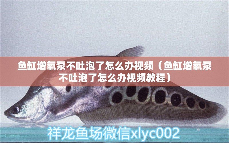 魚缸增氧泵不吐泡了怎么辦視頻（魚缸增氧泵不吐泡了怎么辦視頻教程）