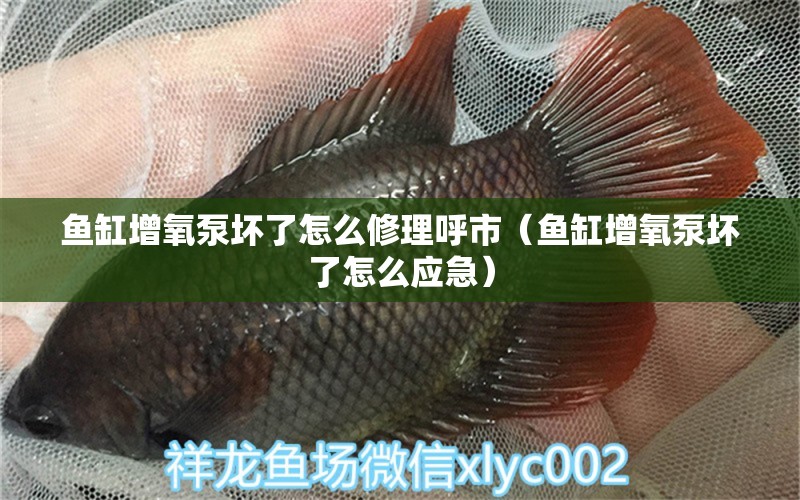 魚(yú)缸增氧泵壞了怎么修理呼市（魚(yú)缸增氧泵壞了怎么應(yīng)急）