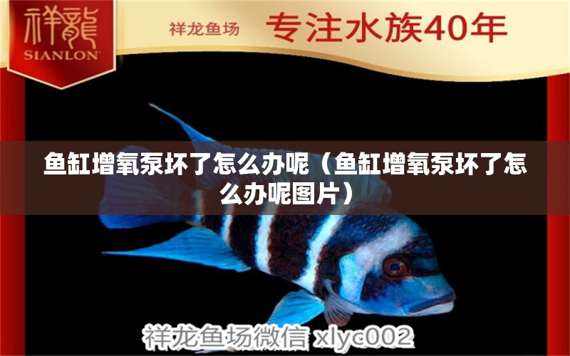 魚缸增氧泵壞了怎么辦呢（魚缸增氧泵壞了怎么辦呢圖片） 肺魚