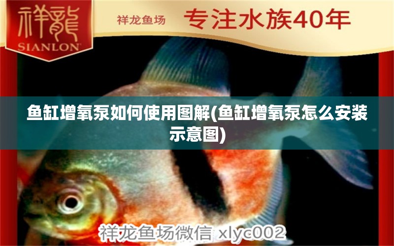 魚缸增氧泵如何使用圖解(魚缸增氧泵怎么安裝示意圖) 白子紅龍魚