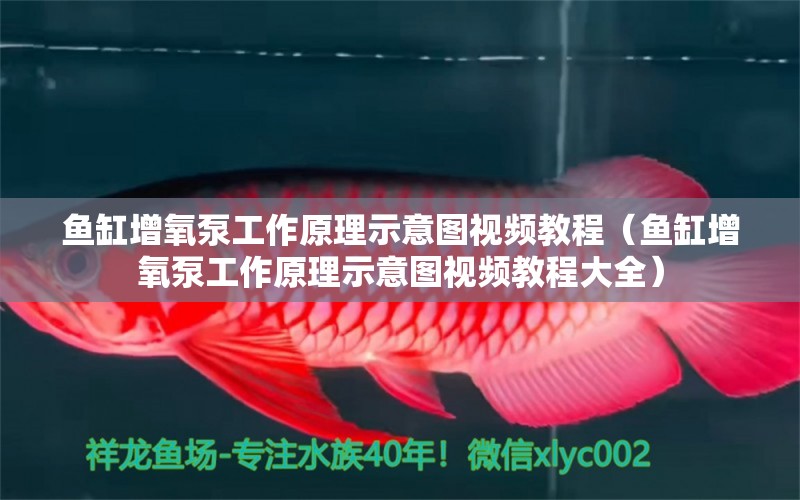 魚缸增氧泵工作原理示意圖視頻教程（魚缸增氧泵工作原理示意圖視頻教程大全） 紅眼黃化幽靈火箭魚|皇家火箭魚