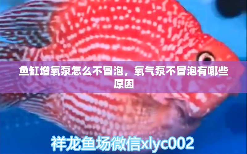 魚(yú)缸增氧泵怎么不冒泡，氧氣泵不冒泡有哪些原因 觀賞龜/鱉飼料