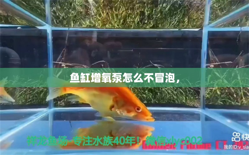 魚缸增氧泵怎么不冒泡，