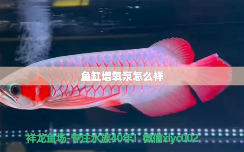 魚缸增氧泵怎么樣 綠皮皇冠豹魚