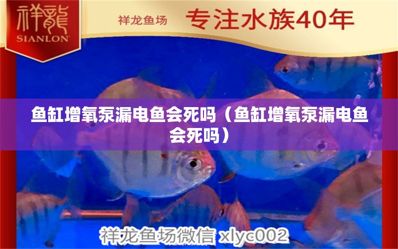 魚缸增氧泵漏電魚會(huì)死嗎（魚缸增氧泵漏電魚會(huì)死嗎）