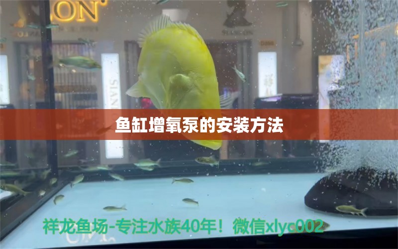 魚缸增氧泵的安裝方法 養(yǎng)魚知識(shí)