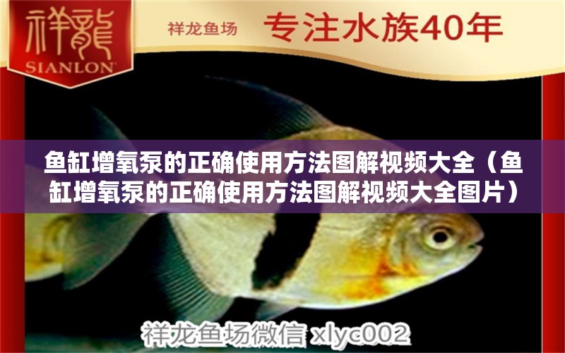 魚(yú)缸增氧泵的正確使用方法圖解視頻大全（魚(yú)缸增氧泵的正確使用方法圖解視頻大全圖片）