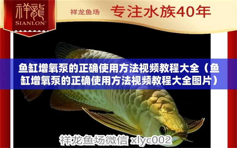 魚缸增氧泵的正確使用方法視頻教程大全（魚缸增氧泵的正確使用方法視頻教程大全圖片） 紅尾平克魚