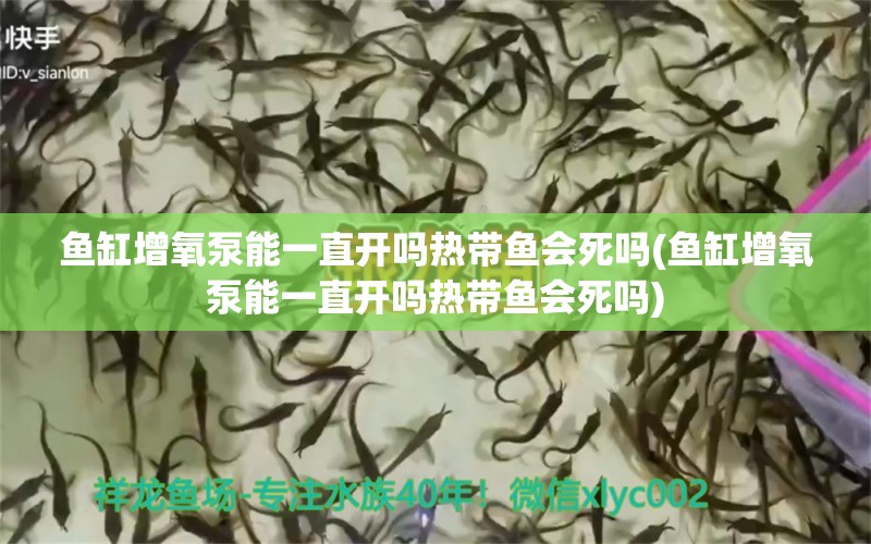 魚缸增氧泵能一直開嗎熱帶魚會(huì)死嗎(魚缸增氧泵能一直開嗎熱帶魚會(huì)死嗎) 藍(lán)底過背金龍魚