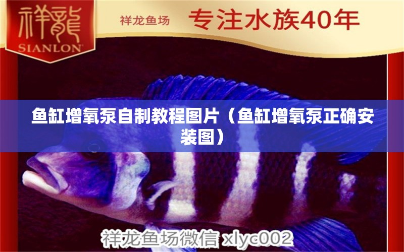 魚缸增氧泵自制教程圖片（魚缸增氧泵正確安裝圖）