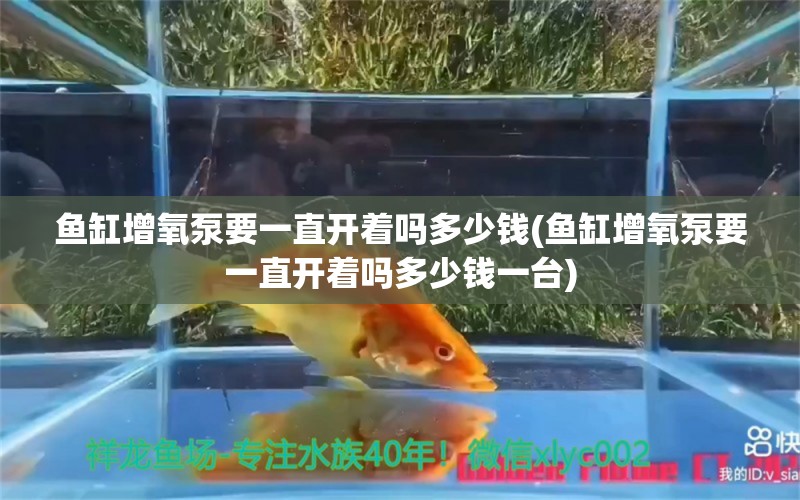 魚缸增氧泵要一直開著嗎多少錢(魚缸增氧泵要一直開著嗎多少錢一臺(tái)) 水草 第1張