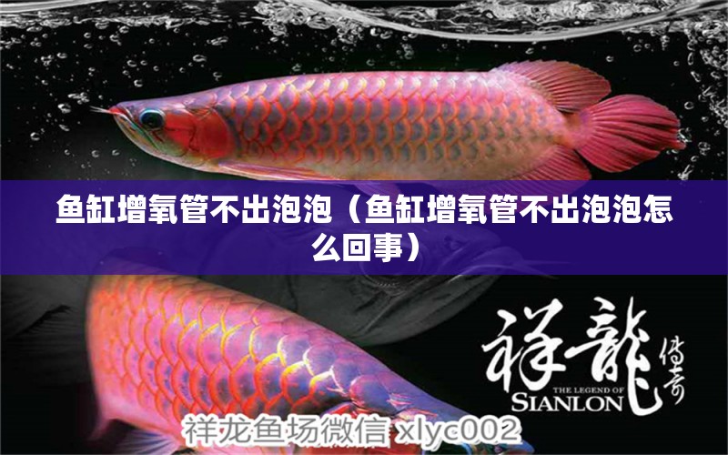 魚缸增氧管不出泡泡（魚缸增氧管不出泡泡怎么回事）