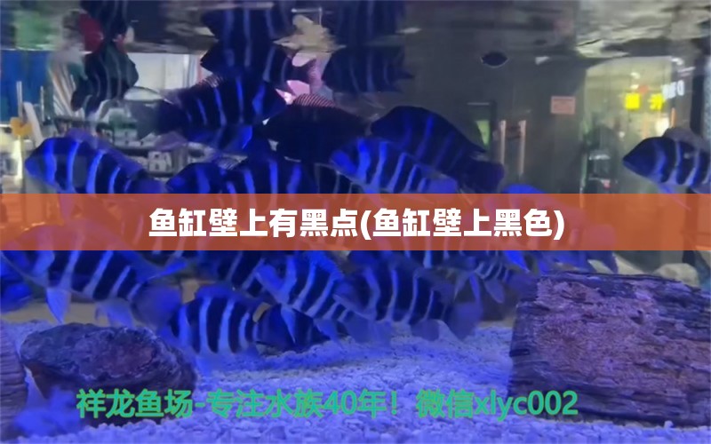 魚缸壁上有黑點(魚缸壁上黑色) 黑云魚 第1張