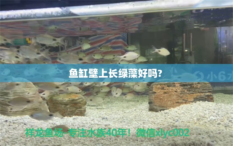 魚(yú)缸壁上長(zhǎng)綠藻好嗎?  觀賞魚(yú)魚(yú)苗