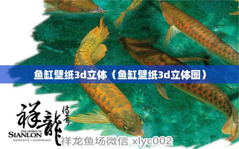 魚(yú)缸壁紙3d立體（魚(yú)缸壁紙3d立體圖）