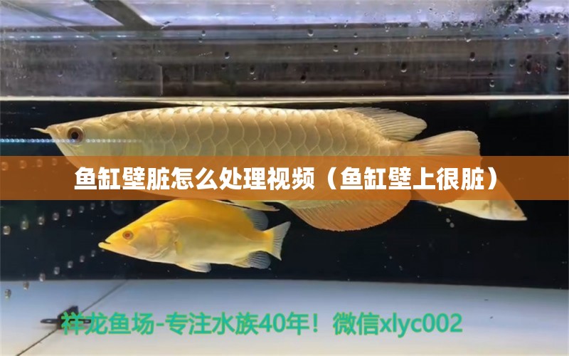 魚缸壁臟怎么處理視頻（魚缸壁上很臟） 哥倫比亞巨暴魚苗