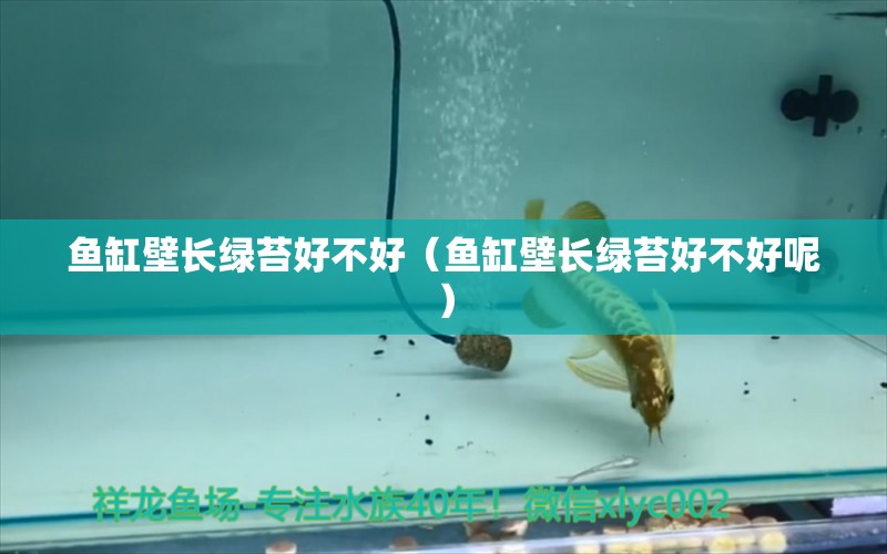 魚缸壁長(zhǎng)綠苔好不好（魚缸壁長(zhǎng)綠苔好不好呢） 球鯊魚