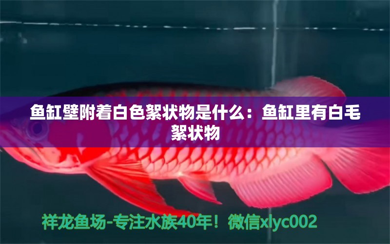 魚缸壁附著白色絮狀物是什么：魚缸里有白毛絮狀物 觀賞魚市場 第2張