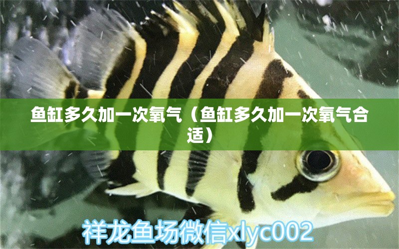 魚缸多久加一次氧氣（魚缸多久加一次氧氣合適）