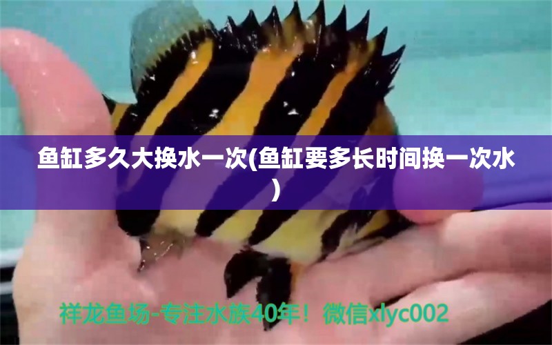 魚缸多久大換水一次(魚缸要多長時間換一次水) 玫瑰銀版魚