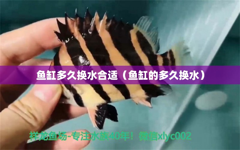 魚缸多久換水合適（魚缸的多久換水） 祥龍赫舞紅龍魚