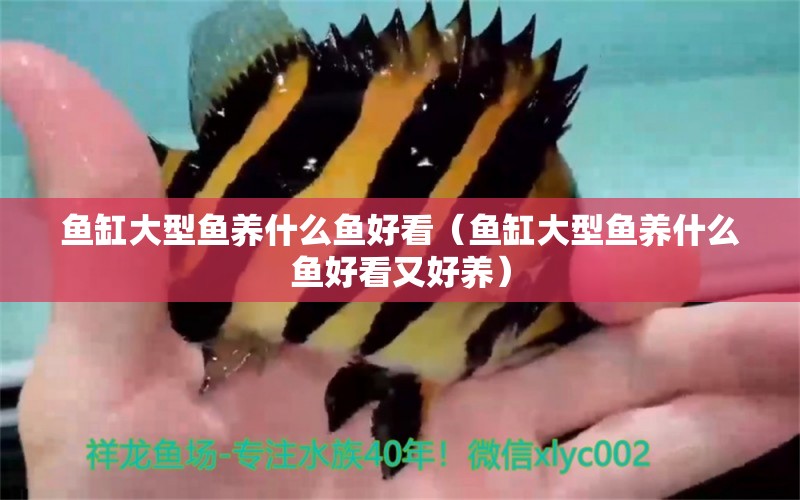 魚缸大型魚養(yǎng)什么魚好看（魚缸大型魚養(yǎng)什么魚好看又好養(yǎng)） 觀賞魚市場(chǎng)（混養(yǎng)魚）