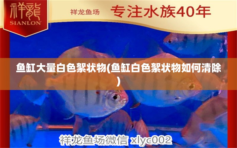 魚缸大量白色絮狀物(魚缸白色絮狀物如何清除) 觀賞魚進出口 第1張