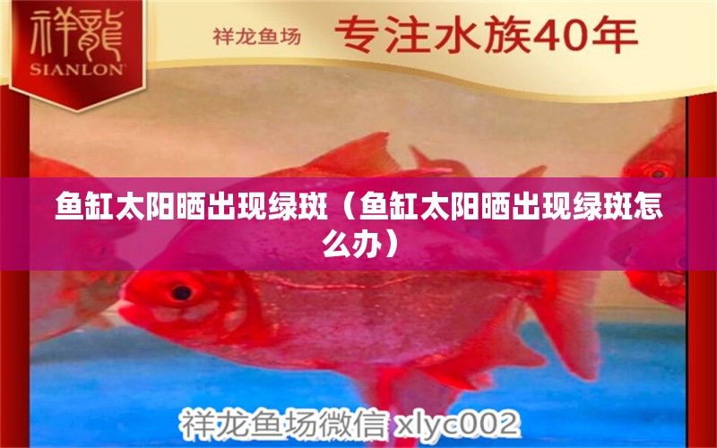 魚缸太陽曬出現(xiàn)綠斑（魚缸太陽曬出現(xiàn)綠斑怎么辦） 祥龍水族醫(yī)院