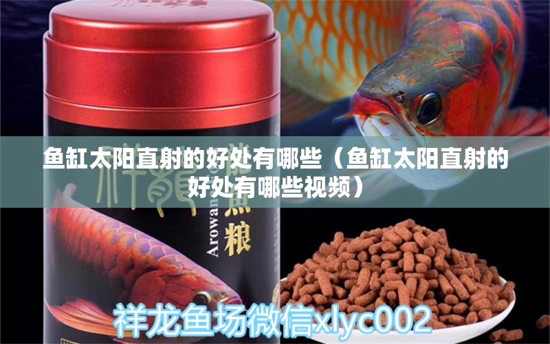 魚缸太陽直射的好處有哪些（魚缸太陽直射的好處有哪些視頻） 羅漢魚批發(fā)