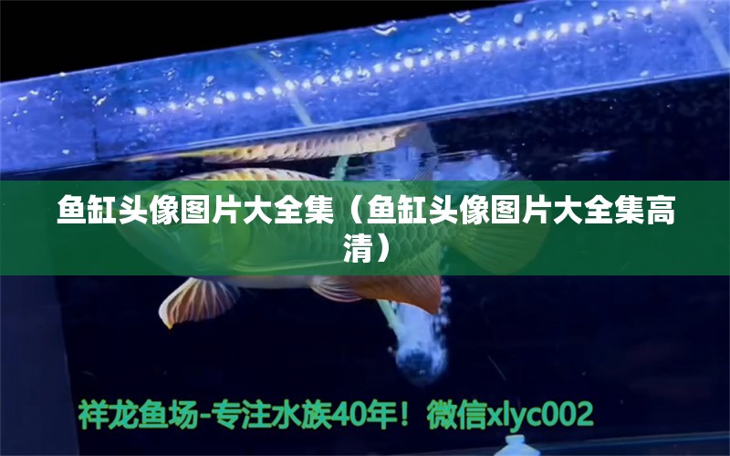 魚(yú)缸頭像圖片大全集（魚(yú)缸頭像圖片大全集高清） 祥龍水族醫(yī)院