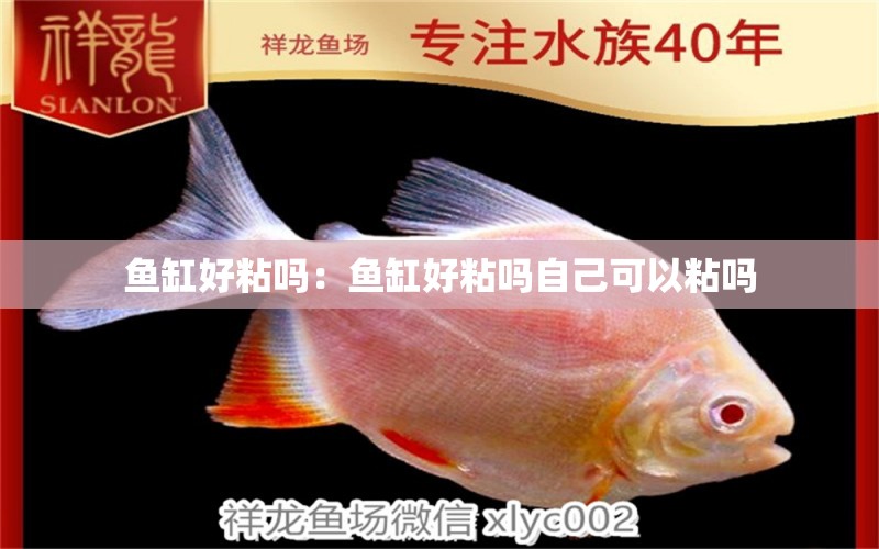 魚缸好粘嗎：魚缸好粘嗎自己可以粘嗎